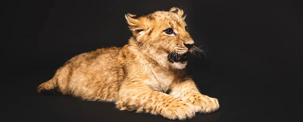 cute lion cub lying isolated on black, panoramic shot