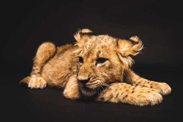 Bonito Leão Filhote Deitado Isolado Preto — Fotografia de Stock