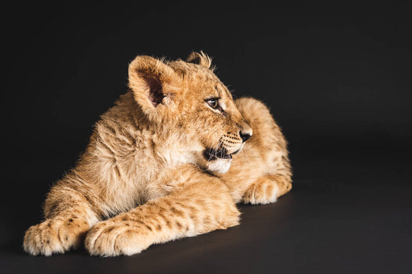 Adorable lion cub lying isolated on black