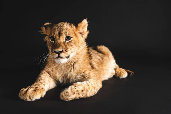 adorable lion cub lying isolated on black