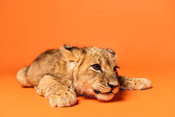 cute lion cub lying on orange background