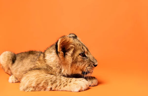 Niedliches Löwenjunges Liegt Auf Orangefarbenem Hintergrund — Stockfoto