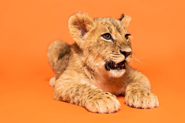 Cute lion cub lying on orange background