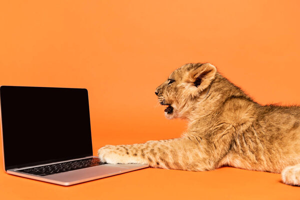 side view of cute lion cub lying near laptop with blank screen on orange background