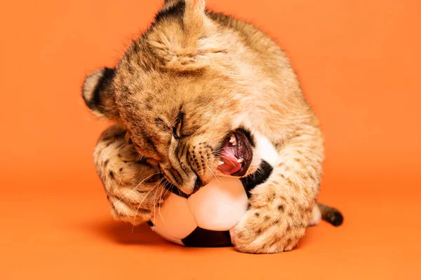 cute lion cub lying nibbling soccer ball on orange background