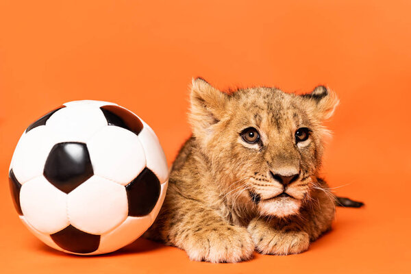 cute lion cub lying near soccer ball on orange background