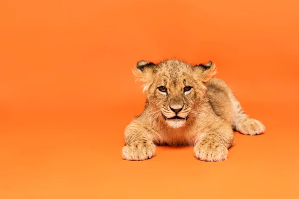 Bonito Leão Filhote Deitado Fundo Laranja — Fotografia de Stock