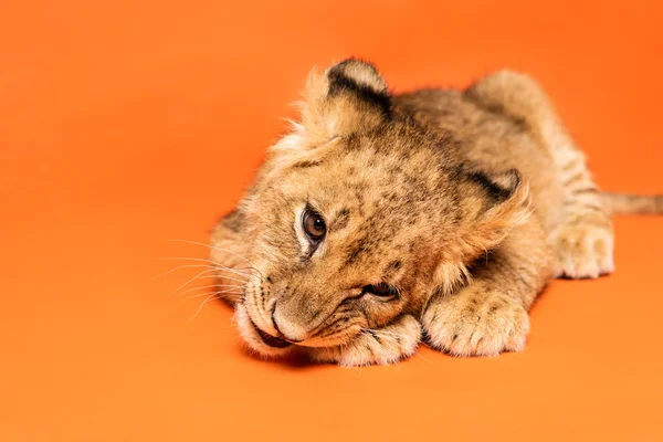 Niedliches Löwenjunges Liegt Auf Orangefarbenem Hintergrund — Stockfoto