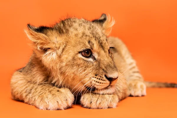 Cute Lion Cub Lying Orange Background — Stock Photo, Image