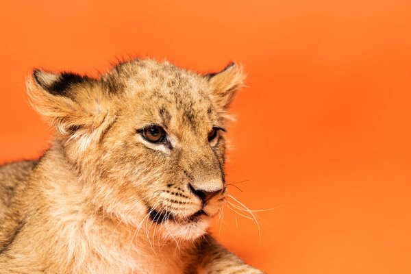 close up view of cute lion cub lying on orange background