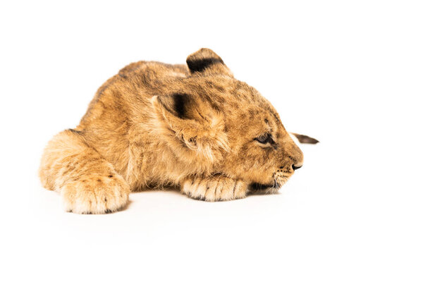 adorable lion cub lying isolated on white