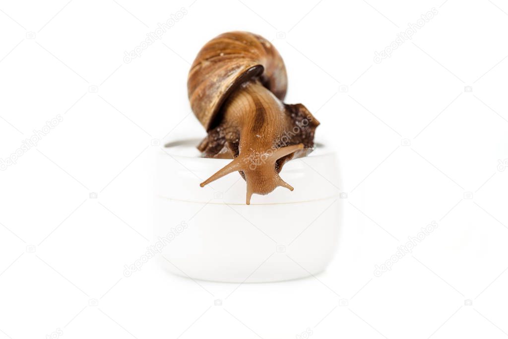 brown snail on cosmetic cream container isolated on white