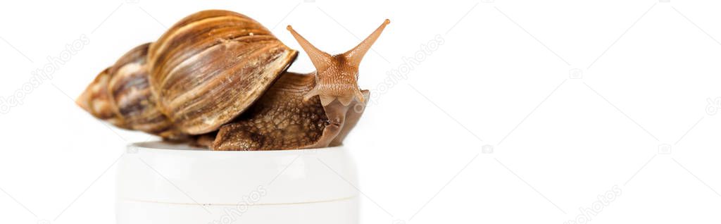 brown snail on cosmetic cream container isolated on white, panoramic shot
