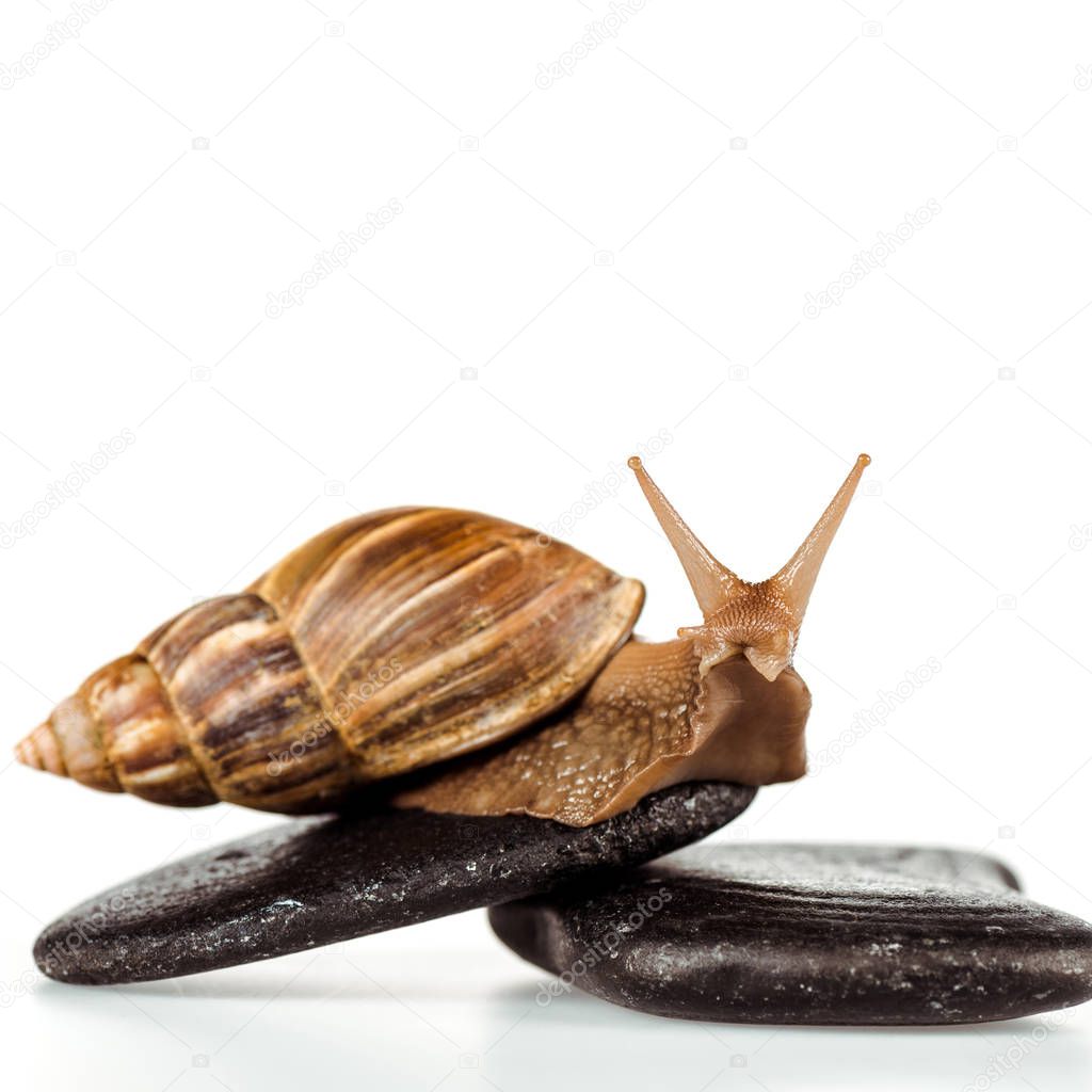 close up view of brown snail on spa stones isolated on white