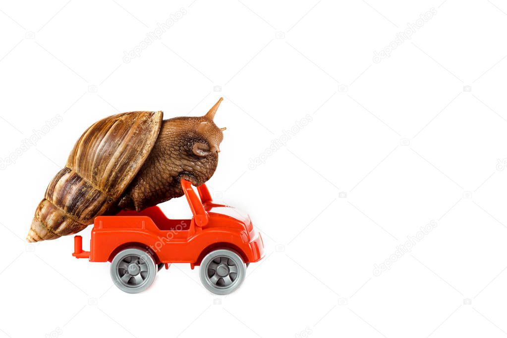 slimy brown snail on red toy car isolated on white
