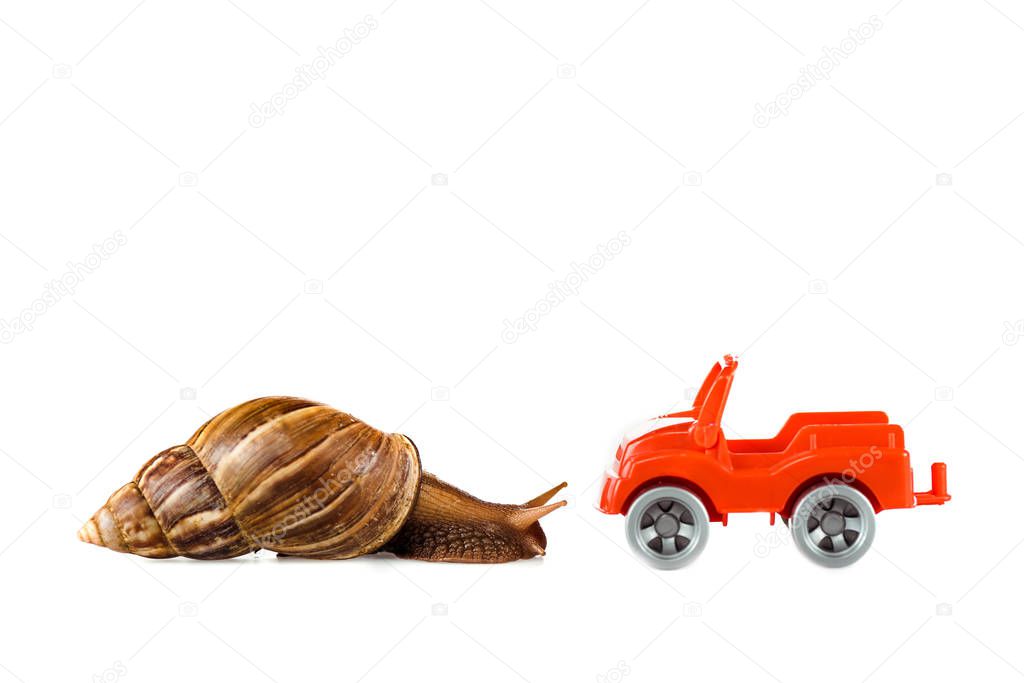 slimy brown snail near red toy car isolated on white