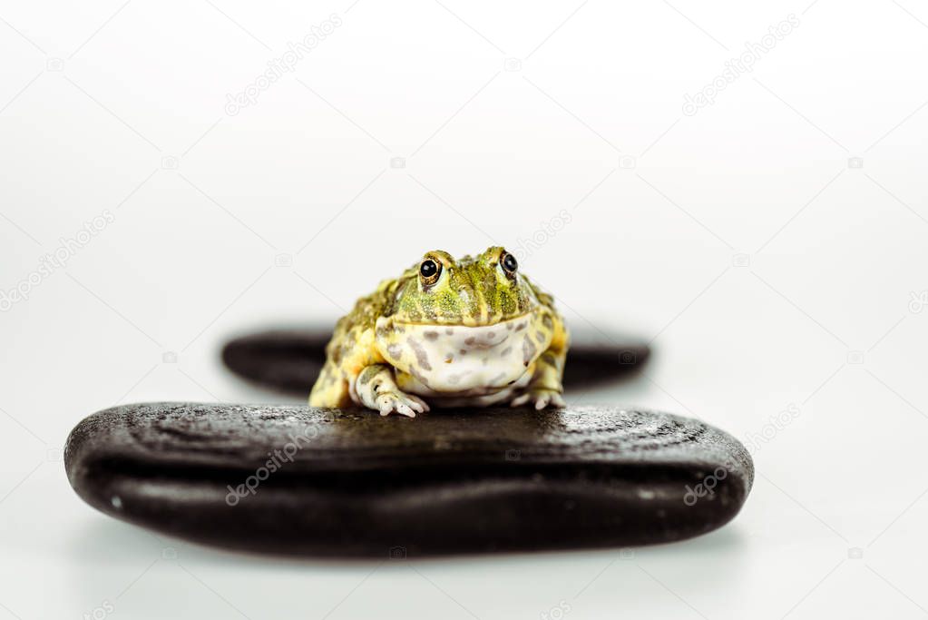 selective focus of cute green frog on black stones isolated on white