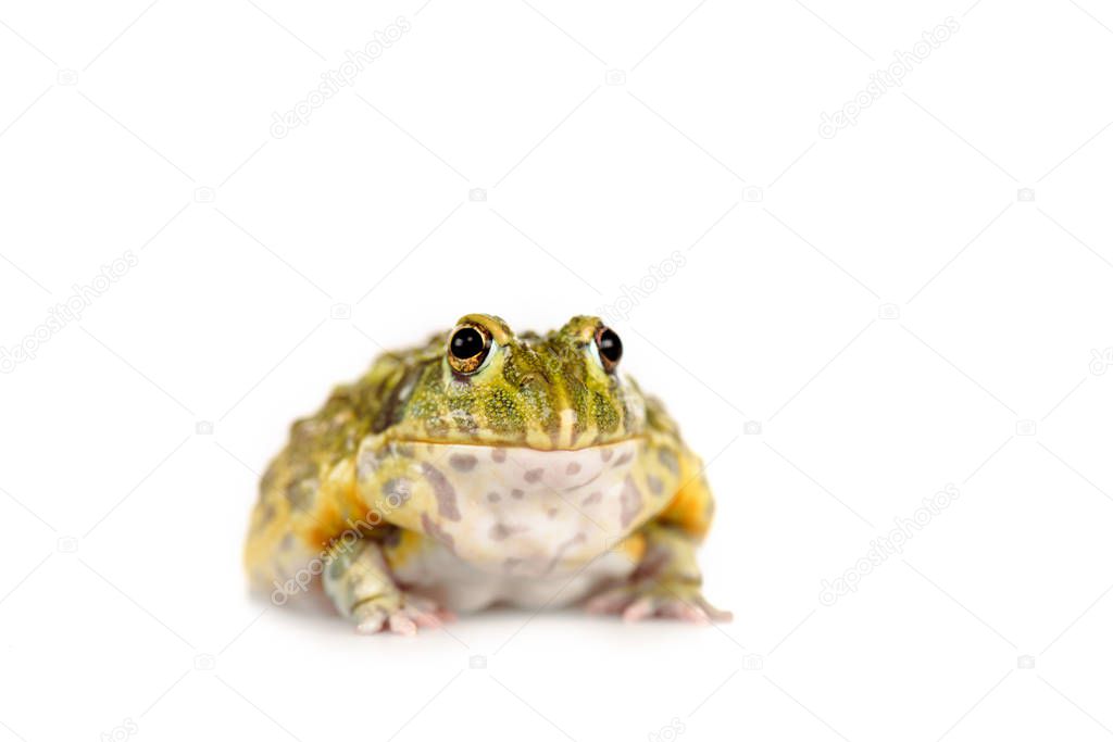 cute green frog isolated on white