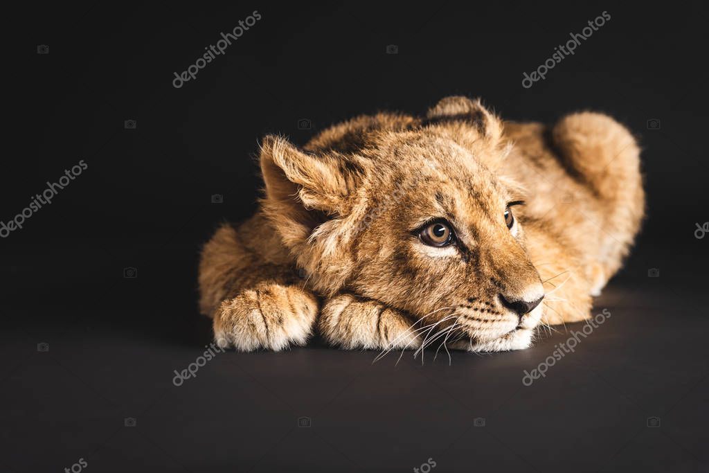faune #hashtag