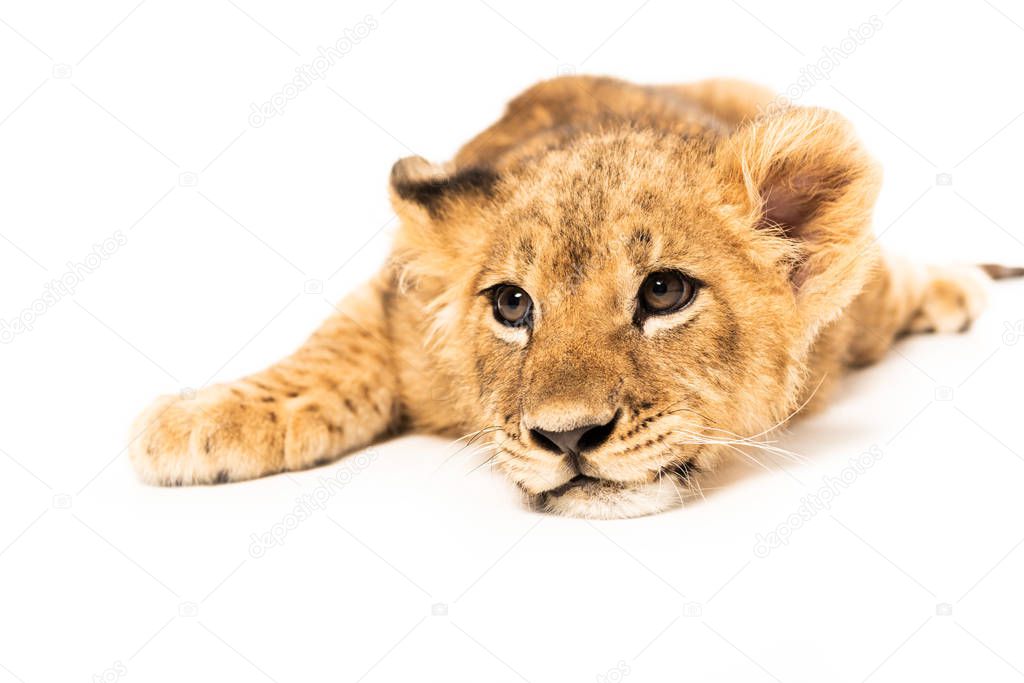 adorable lion cub lying isolated on white
