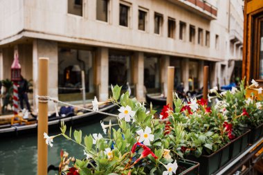 Çiçeklerin seçici odak noktası ve İtalya, Venedik 'te arka plan üzerine antik bina 