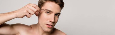 Çıplak vücutlu, kaşlarını çimdikleyen, cımbızlı seksi bir adam. Gri, panoramik bir karede izole edilmiş.