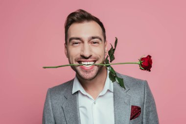 Dişlerinde kırmızı gül tutan takım elbiseli neşeli adam, pembe üzerinde izole edilmiş.
