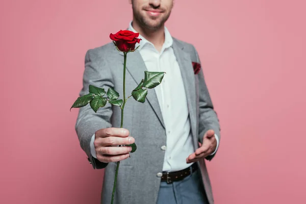 Vista Recortada Del Hombre Traje Sosteniendo Rosa Roja Aislado Rosa — Foto de Stock