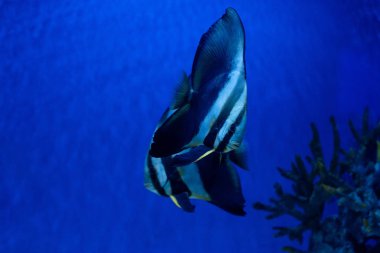 Mavi ışıkla akvaryumda yüzen çizgili balıklar.