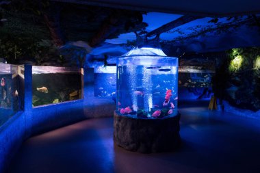 fishes swimming in aquariums with blue lighting in oceanarium clipart