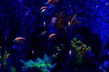 fishes swimming under water in aquarium with neon lighting clipart