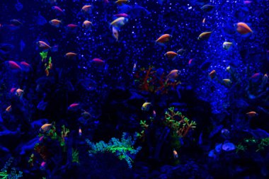 Akvaryumda neon ışıklı balıklar yüzüyor.