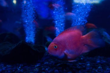 Balık akvaryumda suyun altında neon ışıklarıyla yüzüyor.