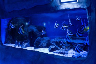 Akvaryumda mavi ışıklandırma ve taşlarla yüzen balıklar.