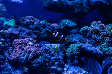 fish swimming under water in aquarium with corals clipart