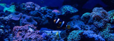 fish swimming under water in aquarium with corals, panoramic shot clipart