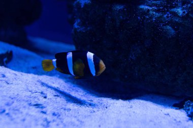 çizgili balık akvaryumda suyun altında mavi ışıkla yüzüyor.