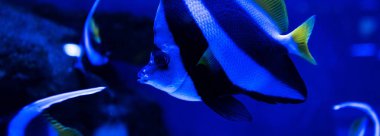 Mavi ışıklandırma ve panoramik çekimle akvaryumda yüzen çizgili balıkların yakın görüntüsü