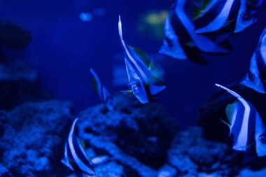 mavi ışıklandırmalı akvaryumda yüzen çizgili balıkların seçici odağı