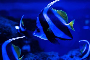 Mavi ışıkla akvaryumda yüzen çizgili balıkların yakın görüntüsü