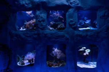 fishes swimming under water in aquariums in oceanarium clipart