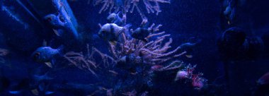 Akvaryumda suyun altında yüzen balıklar mavi ışık, panoramik çekim
