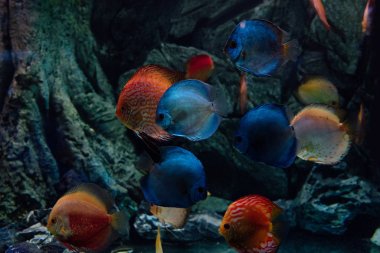 Akvaryumda suyun altında yüzen akvaryum balıkları ve mavi balıklar.