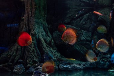 Akvaryumda su altında yüzen akvaryum balıkları.
