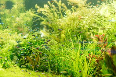 Akvaryumdaki yeşil yosunlar arasında suyun altında yüzen küçük balıklar.