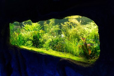 Akvaryumdaki yeşil yosunlar arasında suyun altında yüzen küçük balıklar.