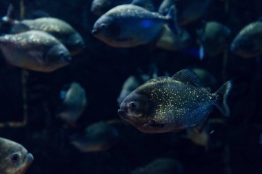 Karanlık akvaryumda suyun altında yüzen parlayan balıkların seçici odağı