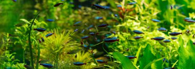 small fishes swimming under water among green seaweed in aquarium, panoramic shot clipart