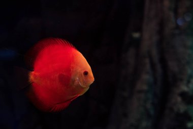 red fish swimming under water in dark aquarium clipart