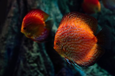 selective focus of red fish swimming under water in dark aquarium clipart